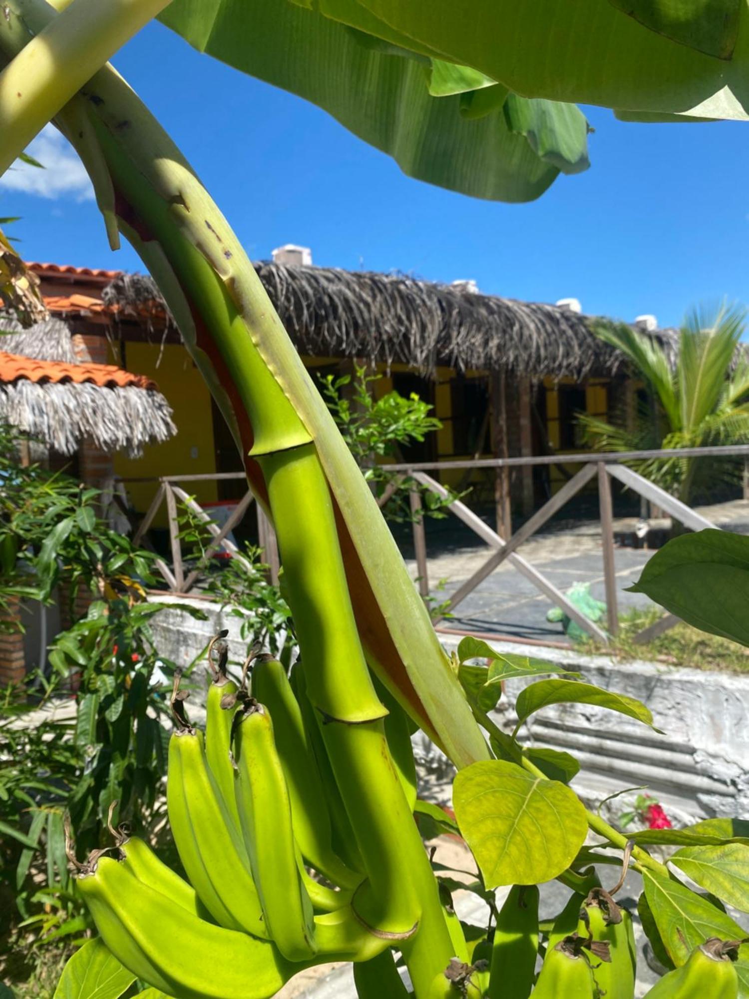 Pousada Rancho Sol Nascente Tutóia Exteriör bild